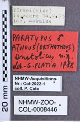 Etiketten zu Athous anatolicus (Platia, 1989) (NHMW-ZOO-COL-0008446)